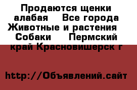 Продаются щенки алабая  - Все города Животные и растения » Собаки   . Пермский край,Красновишерск г.